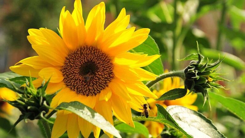 Sonnenblume zur Behandlung von Osteochondrose