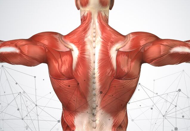 Muskelschmerzen entlang der Wirbelsäule